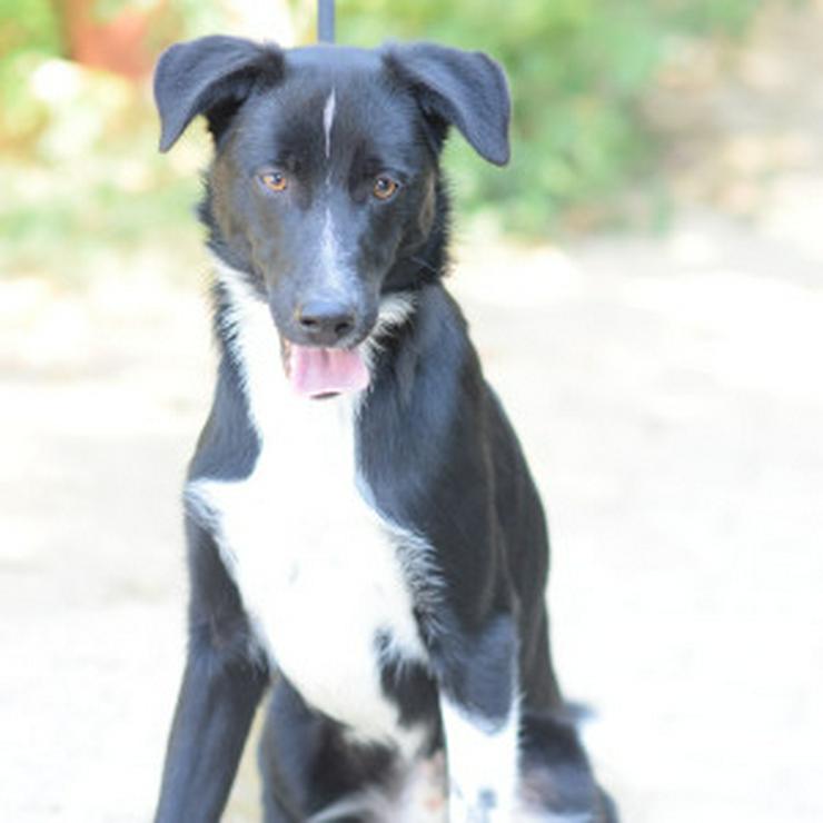 Bild 7: Cäsar ist ein junger Rüde, der ein neues Zuhause sucht.