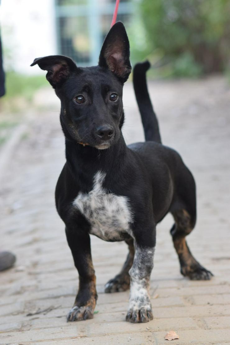 Bild 3: Pepsi ist eine entzückende Junghündin, die darauf wartet, ein schönes Zuhause zu finden.