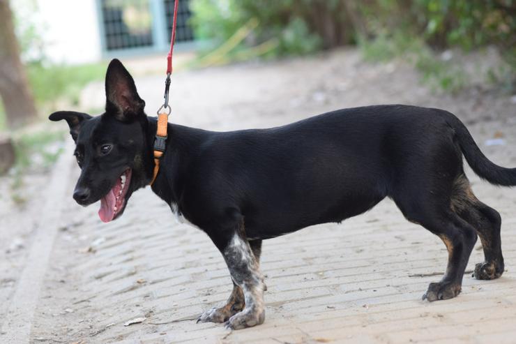 Bild 5: Pepsi ist eine entzückende Junghündin, die darauf wartet, ein schönes Zuhause zu finden.