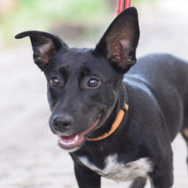 Bild 8: Pepsi ist eine entzückende Junghündin, die darauf wartet, ein schönes Zuhause zu finden.