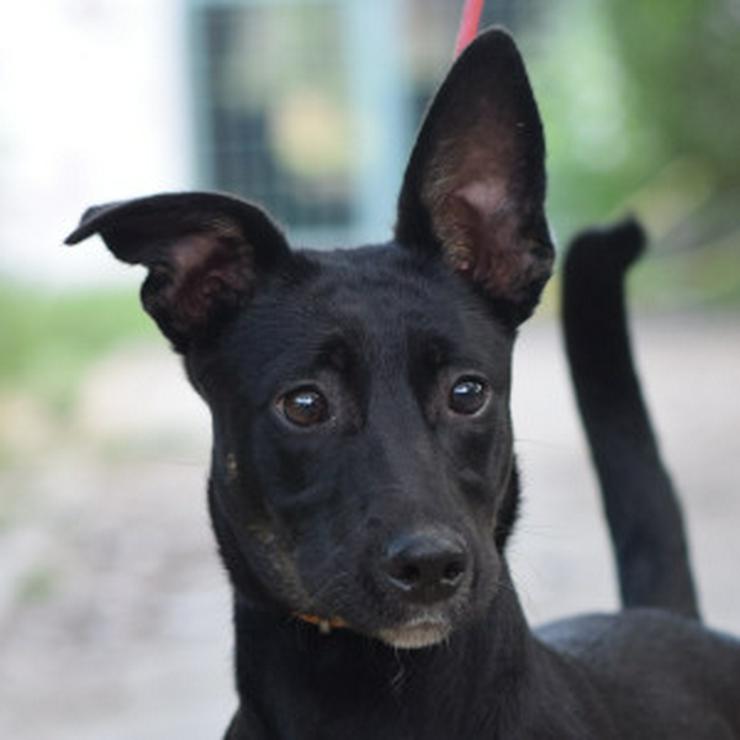 Bild 7: Pepsi ist eine entzückende Junghündin, die darauf wartet, ein schönes Zuhause zu finden.