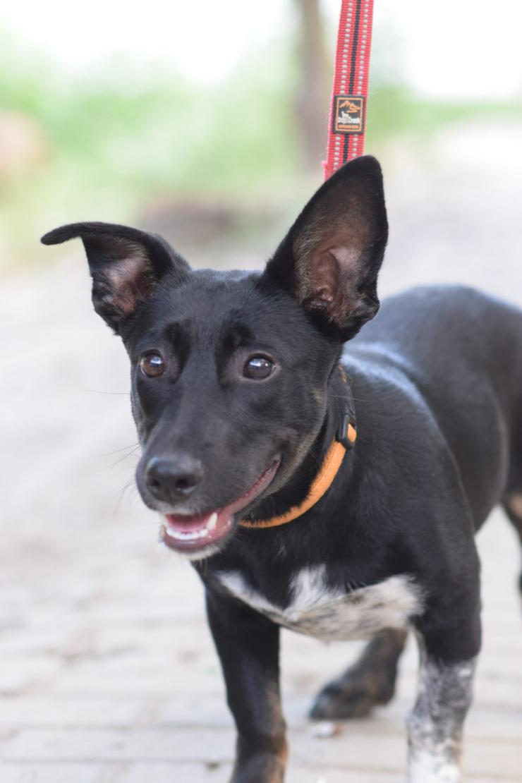 Bild 4: Pepsi ist eine entzückende Junghündin, die darauf wartet, ein schönes Zuhause zu finden.