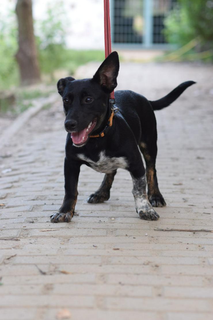 Bild 6: Pepsi ist eine entzückende Junghündin, die darauf wartet, ein schönes Zuhause zu finden.
