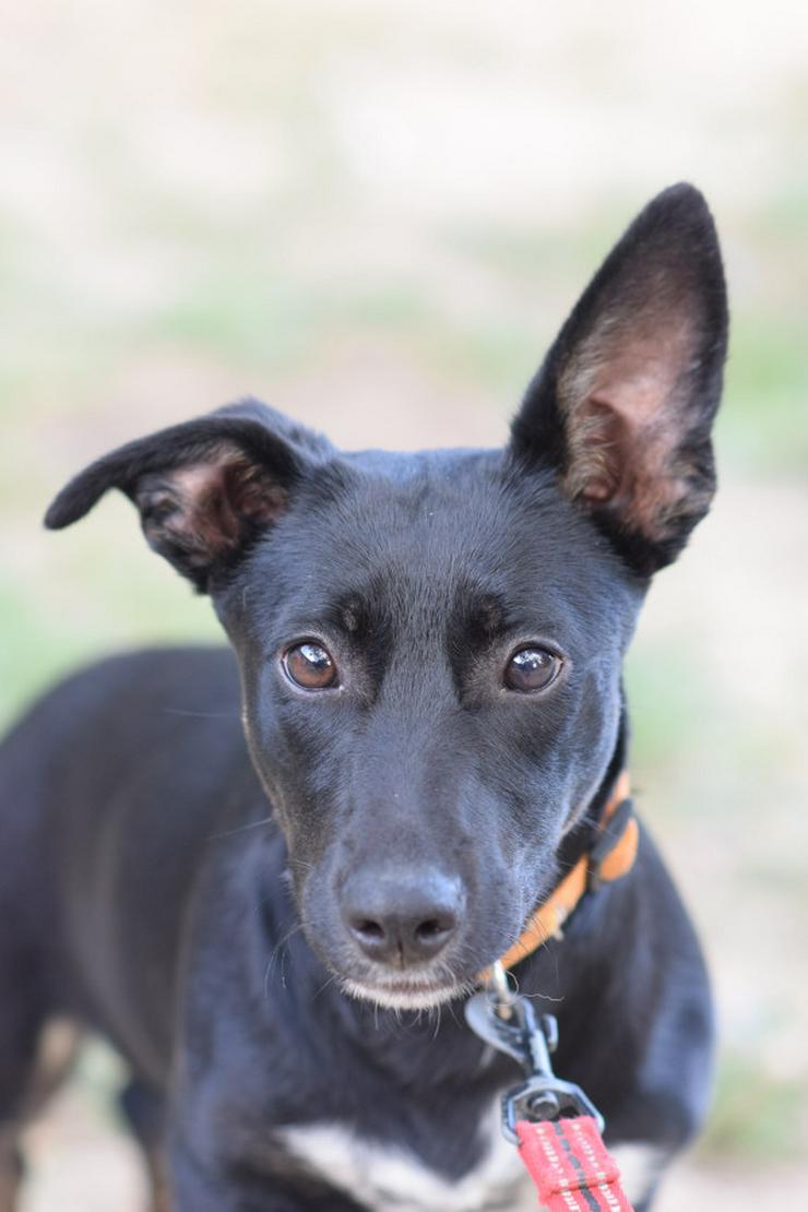 Bild 2: Pepsi ist eine entzückende Junghündin, die darauf wartet, ein schönes Zuhause zu finden.