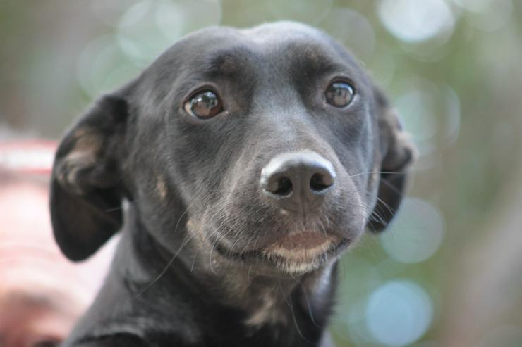 Pepsi ist eine entzückende Junghündin, die darauf wartet, ein schönes Zuhause zu finden.