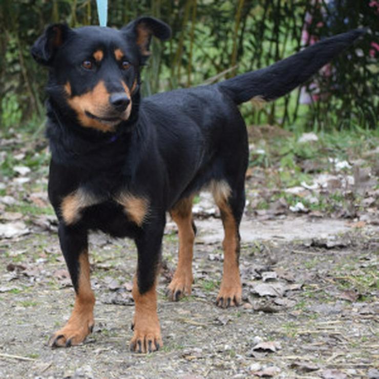 Bild 8: Lana sucht ein schönes Zuhause.