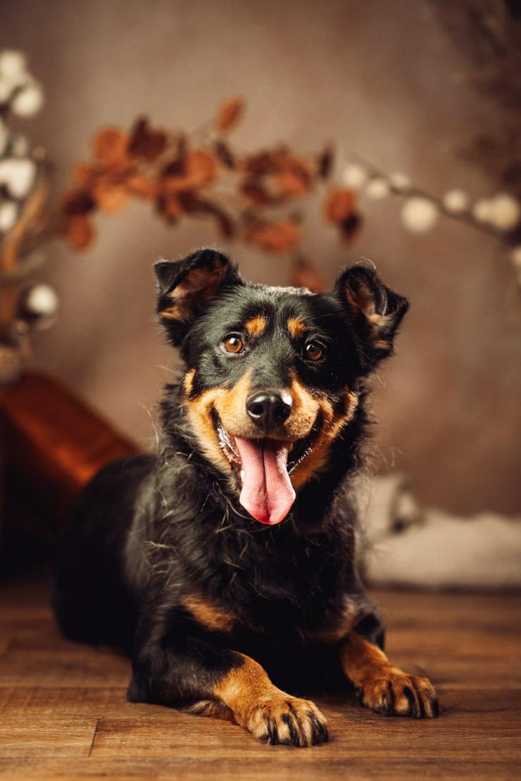 Bild 5: Lana sucht ein schönes Zuhause.