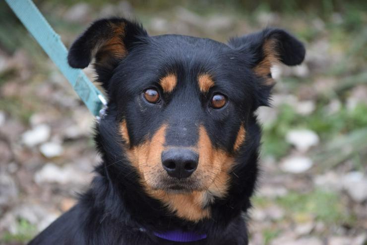 Bild 4: Lana sucht ein schönes Zuhause.