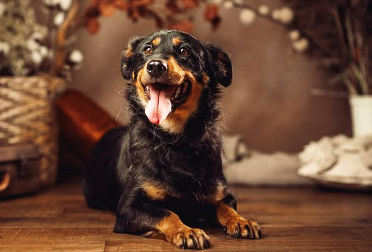 Bild 6: Lana sucht ein schönes Zuhause.