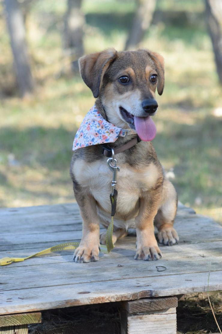 Bild 3: Biene ist ein junger Dackel Mischling.