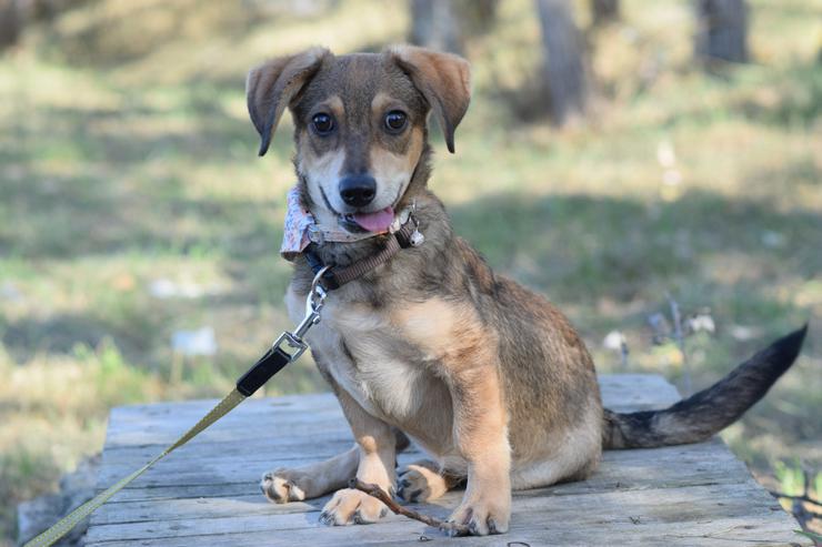 Bild 5: Biene ist ein junger Dackel Mischling.