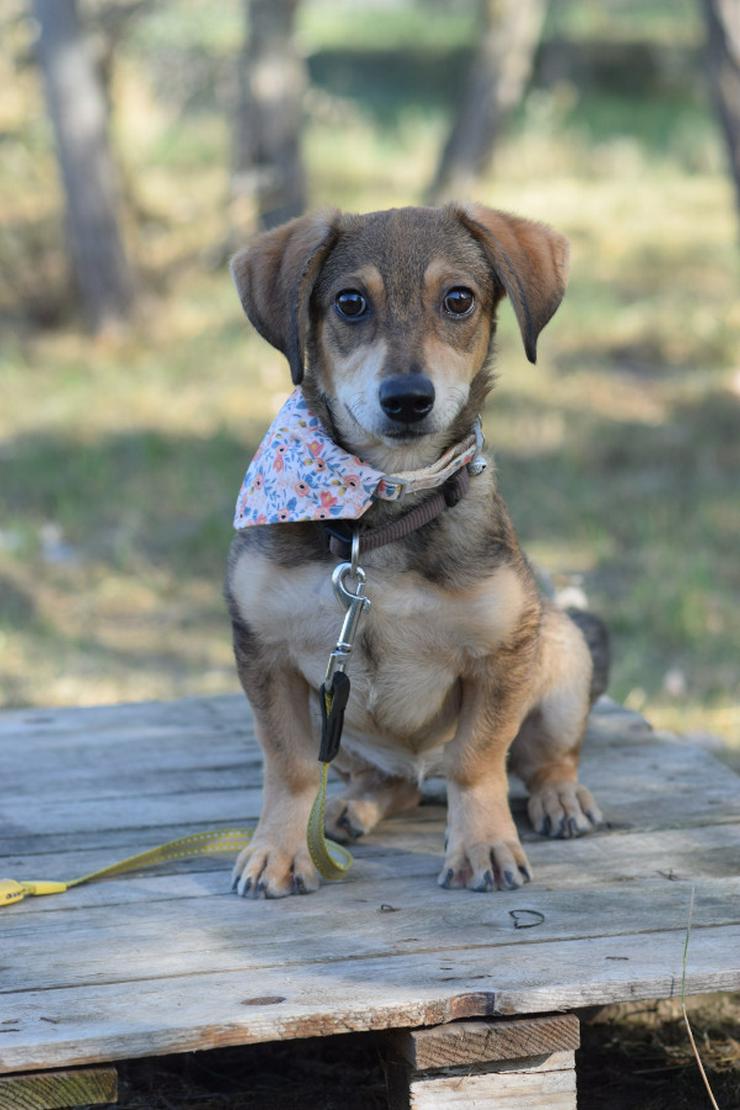 Biene ist ein junger Dackel Mischling.