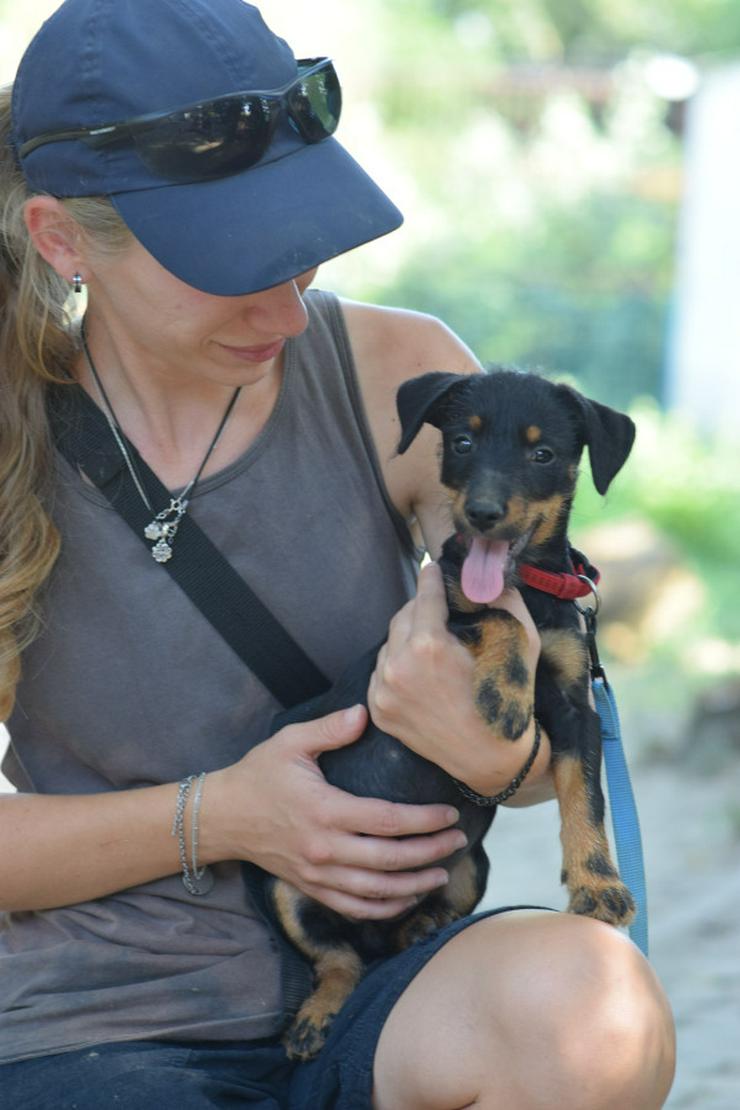 Bild 4: Princess ist ein kleines Hundemädchen, das ein liebevolles Zuhause sucht.