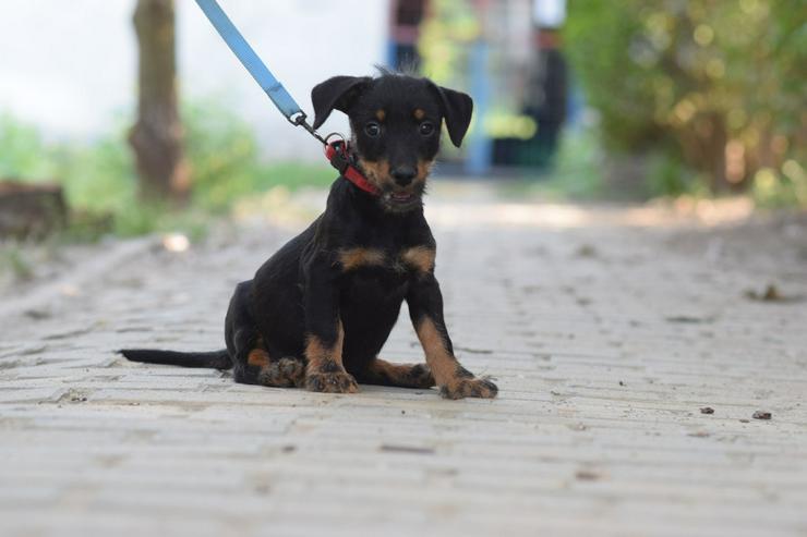 Bild 5: Princess ist ein kleines Hundemädchen, das ein liebevolles Zuhause sucht.