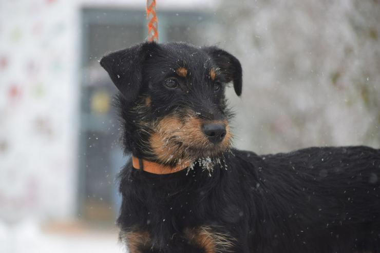 Bild 9: Princess ist ein kleines Hundemädchen, das ein liebevolles Zuhause sucht.