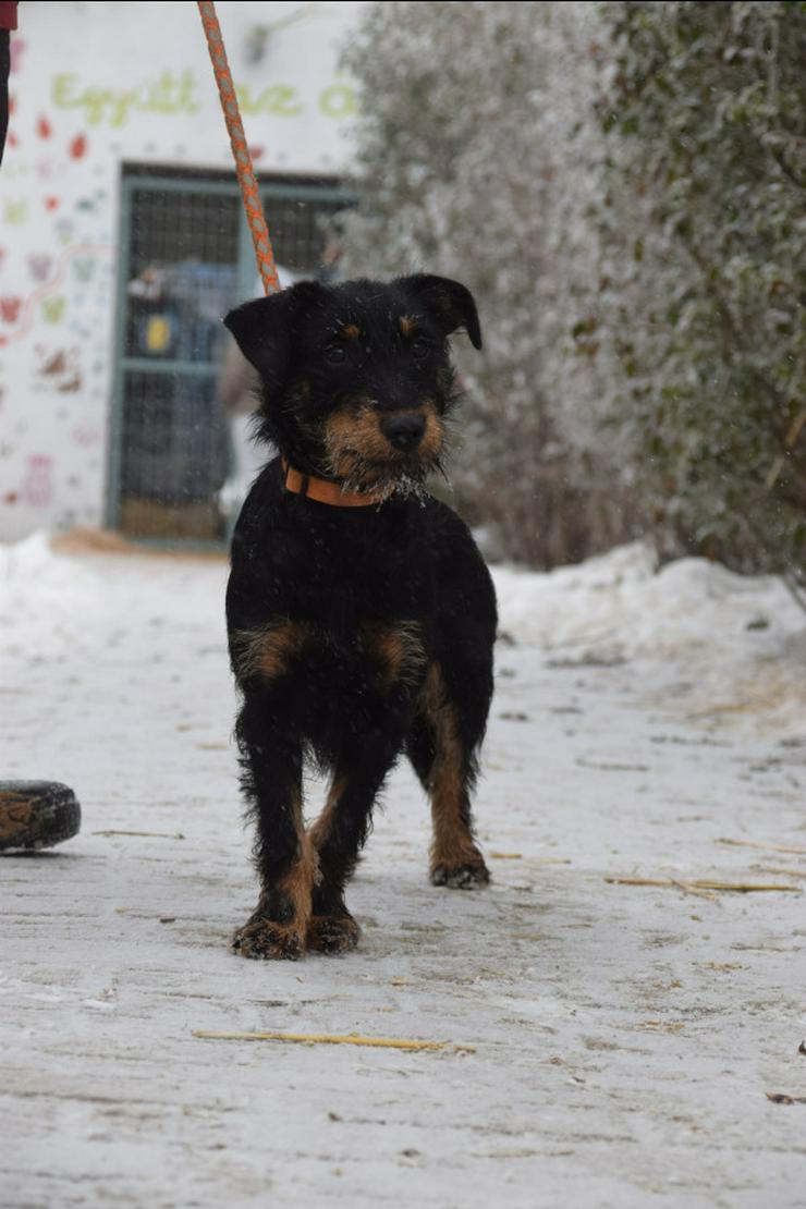 Bild 2: Princess ist ein kleines Hundemädchen, das ein liebevolles Zuhause sucht.