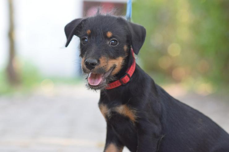 Princess ist ein kleines Hundemädchen, das ein liebevolles Zuhause sucht.