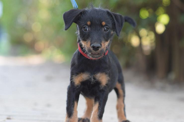 Bild 5: Princess ist ein kleines Hundemädchen, das ein liebevolles Zuhause sucht.