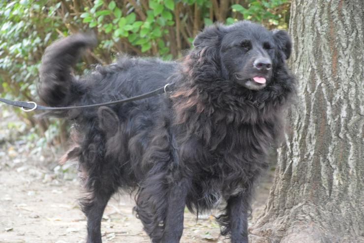 Bild 2: Gunnar ist ein netter, junger ungarischer Schäferhund-Mischlingsrüde (Mudi-Mix).