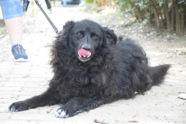 Bild 3: Gunnar ist ein netter, junger ungarischer Schäferhund-Mischlingsrüde (Mudi-Mix).