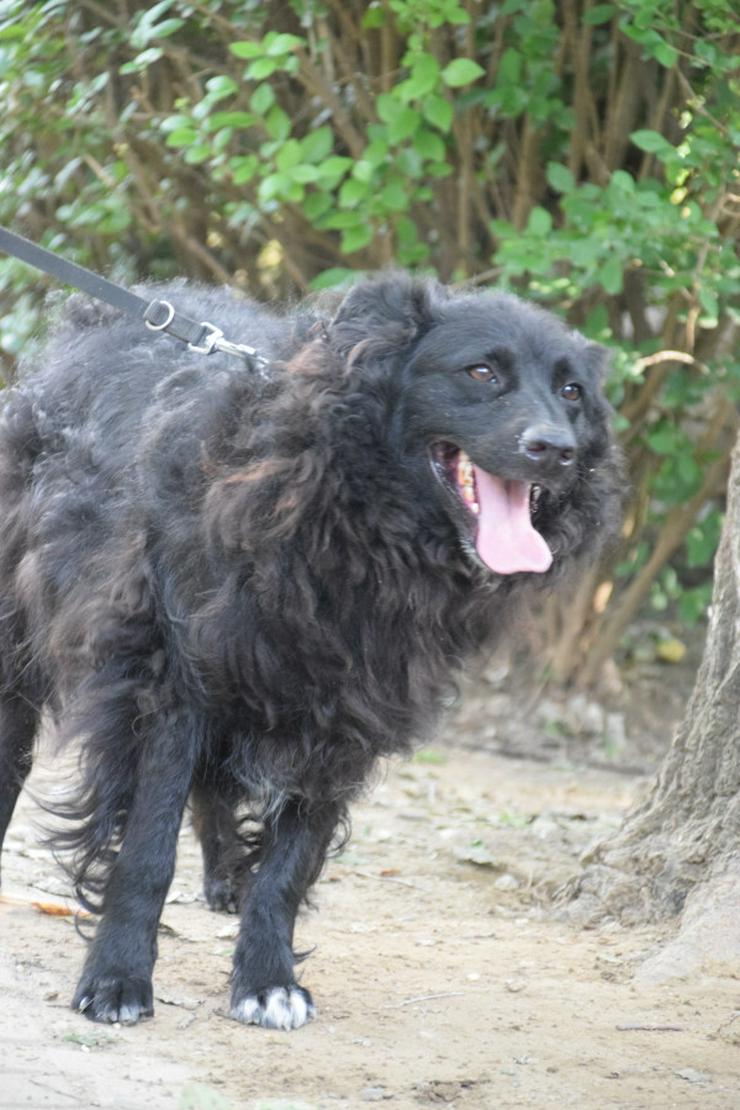 Bild 5: Gunnar ist ein netter, junger ungarischer Schäferhund-Mischlingsrüde (Mudi-Mix).