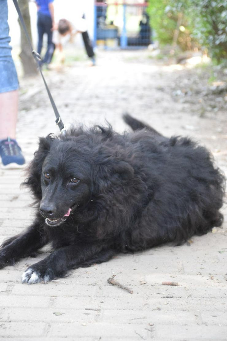 Bild 4: Gunnar ist ein netter, junger ungarischer Schäferhund-Mischlingsrüde (Mudi-Mix).