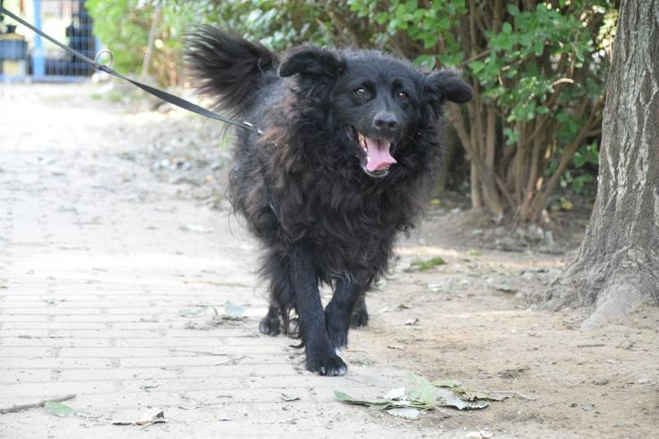 Bild 6: Gunnar ist ein netter, junger ungarischer Schäferhund-Mischlingsrüde (Mudi-Mix).