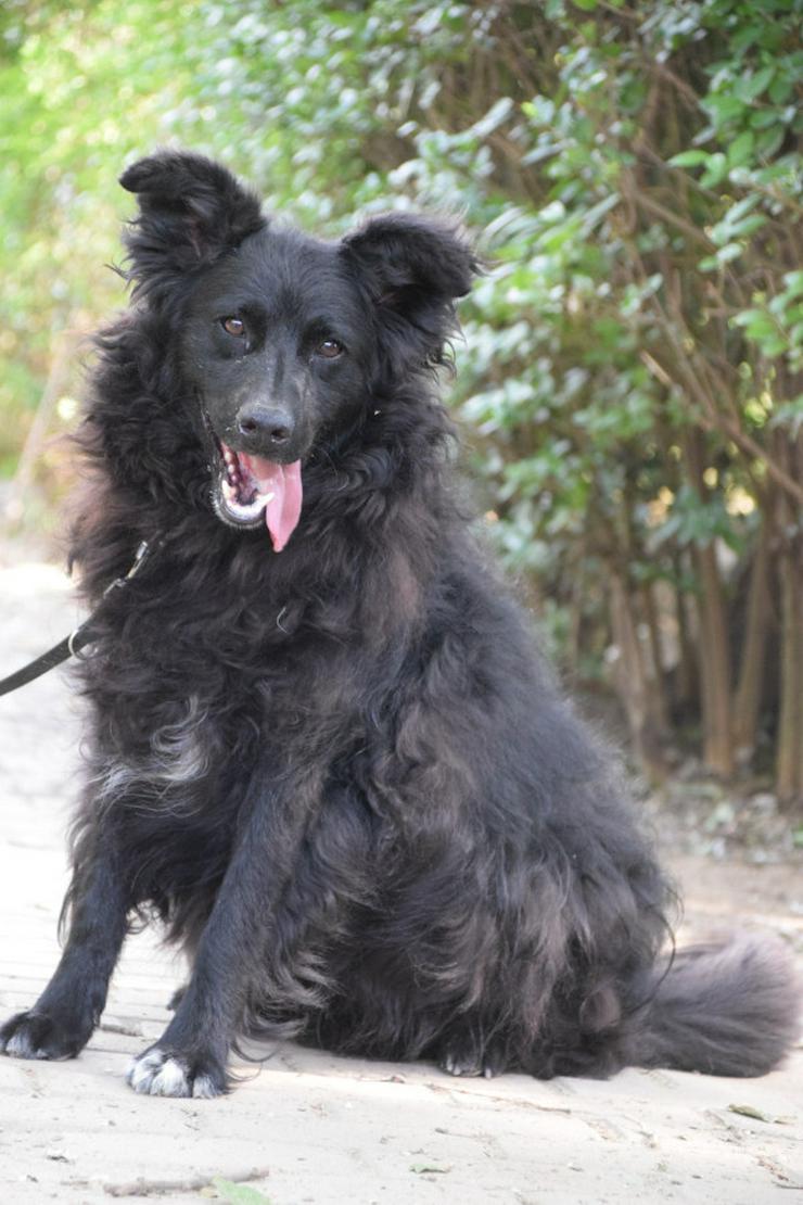 Gunnar ist ein netter, junger ungarischer Schäferhund-Mischlingsrüde (Mudi-Mix).