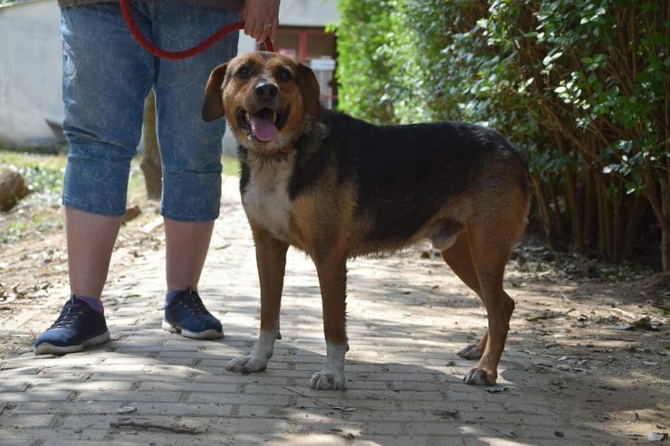 Bild 8: Donut ist ein netter Rüde, der seit Mai 2022 im Tierheim lebt.