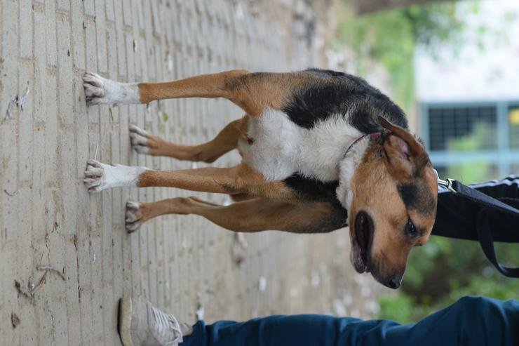 Bild 11: Donut ist ein netter Rüde, der seit Mai 2022 im Tierheim lebt.