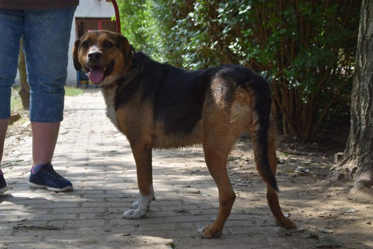 Bild 3: Donut ist ein netter Rüde, der seit Mai 2022 im Tierheim lebt.