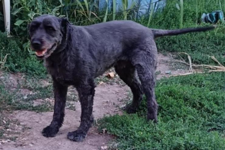 Bild 3: Kormi ist ein "Scheidungskind".