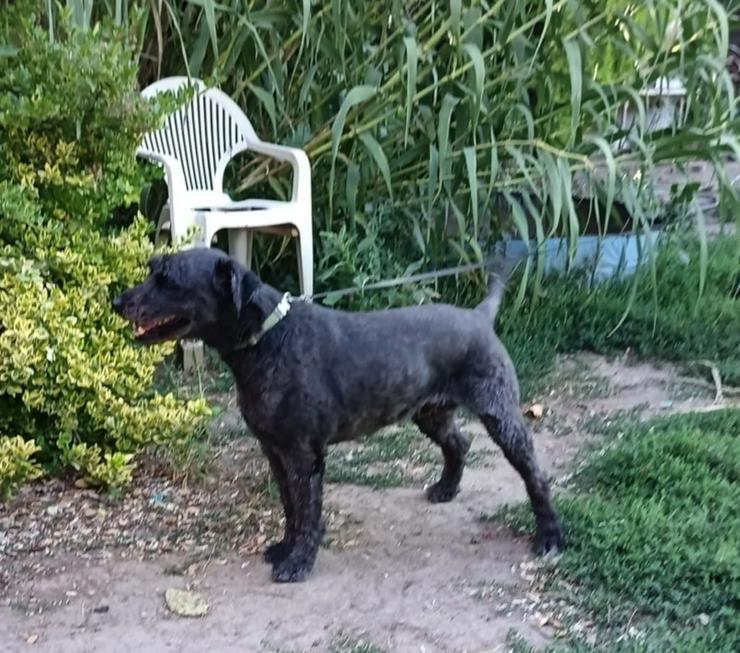 Bild 4: Kormi ist ein "Scheidungskind".