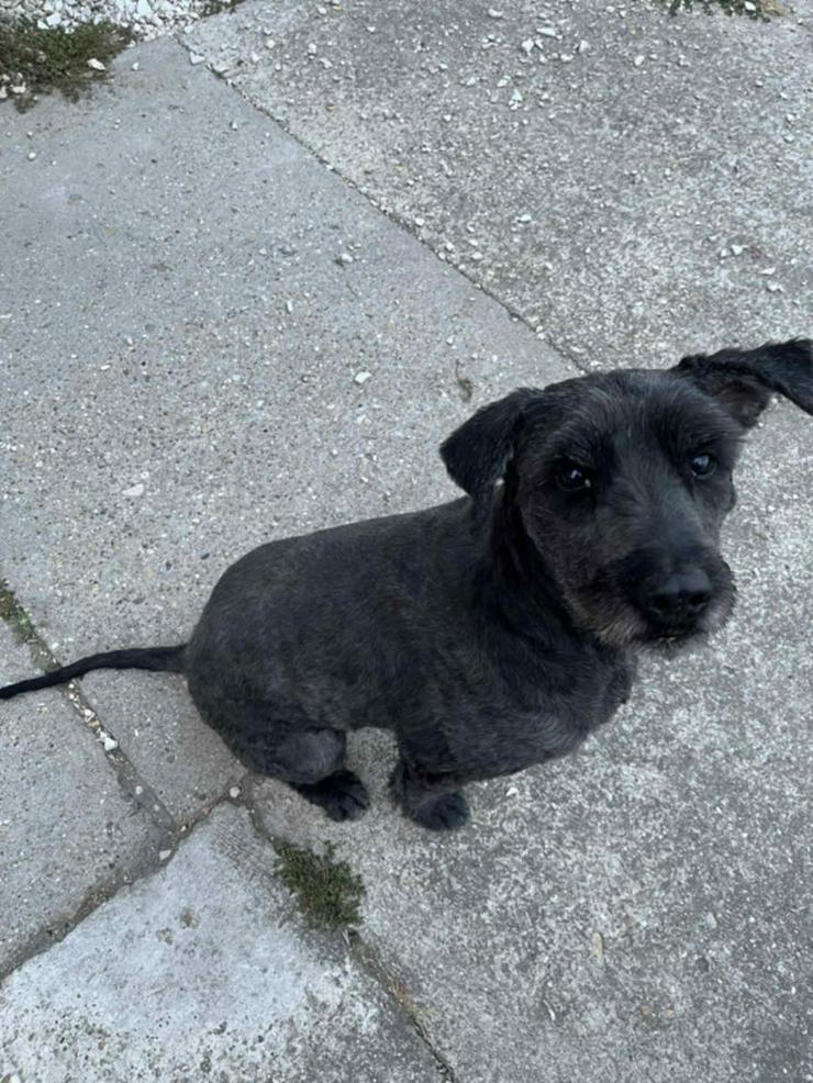 Kormi ist ein "Scheidungskind".