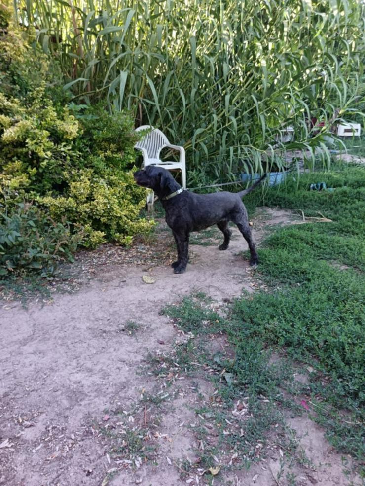 Bild 6: Kormi ist ein "Scheidungskind".