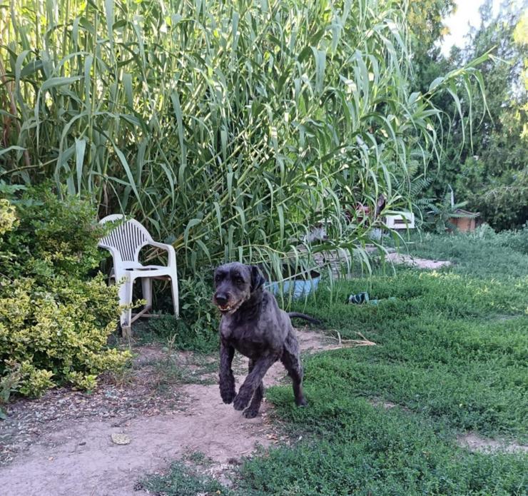 Bild 7: Kormi ist ein "Scheidungskind".