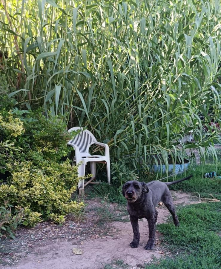 Bild 5: Kormi ist ein "Scheidungskind".