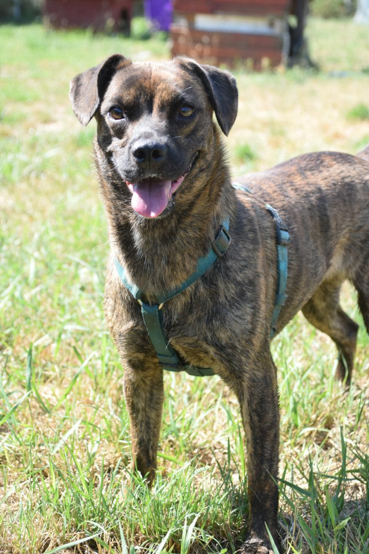 Bild 9: Lulu ist eine liebenswerte, gestromte, mittelgroße Mischlingshündin.