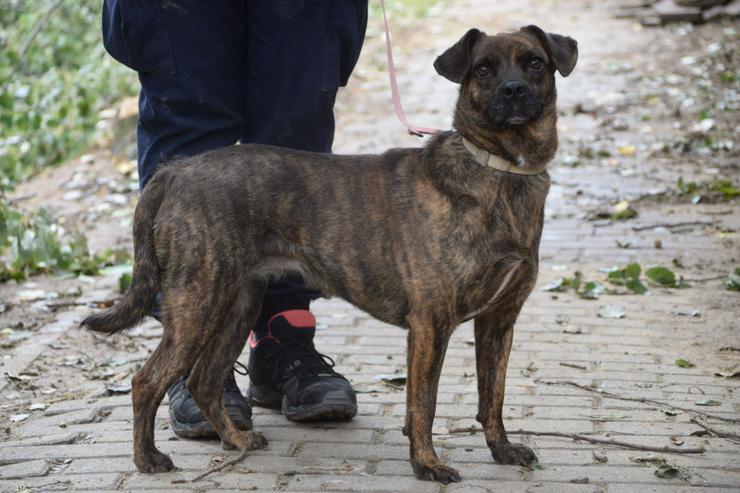 Bild 6: Lulu ist eine liebenswerte, gestromte, mittelgroße Mischlingshündin.