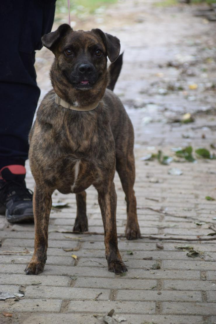 Bild 4: Lulu ist eine liebenswerte, gestromte, mittelgroße Mischlingshündin.