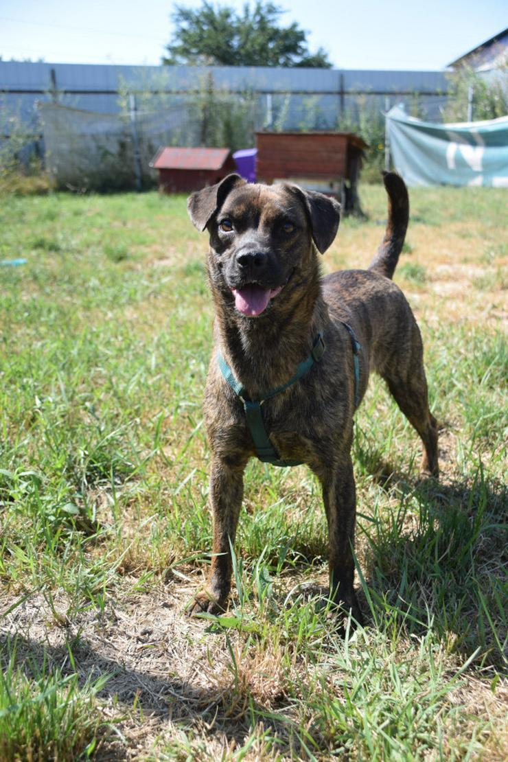 Bild 10: Lulu ist eine liebenswerte, gestromte, mittelgroße Mischlingshündin.