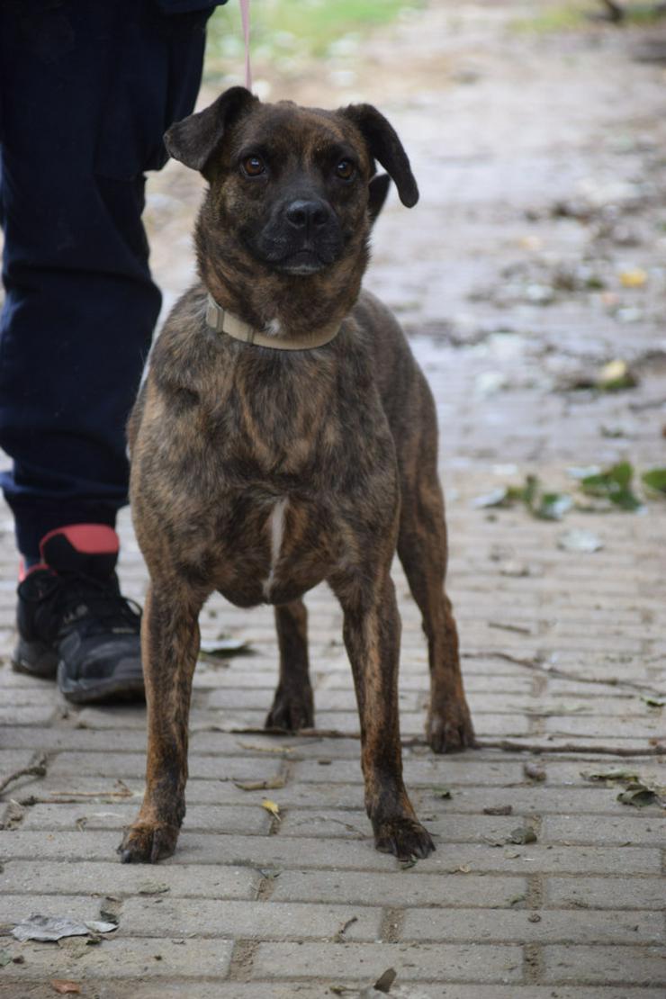 Lulu ist eine liebenswerte, gestromte, mittelgroße Mischlingshündin.