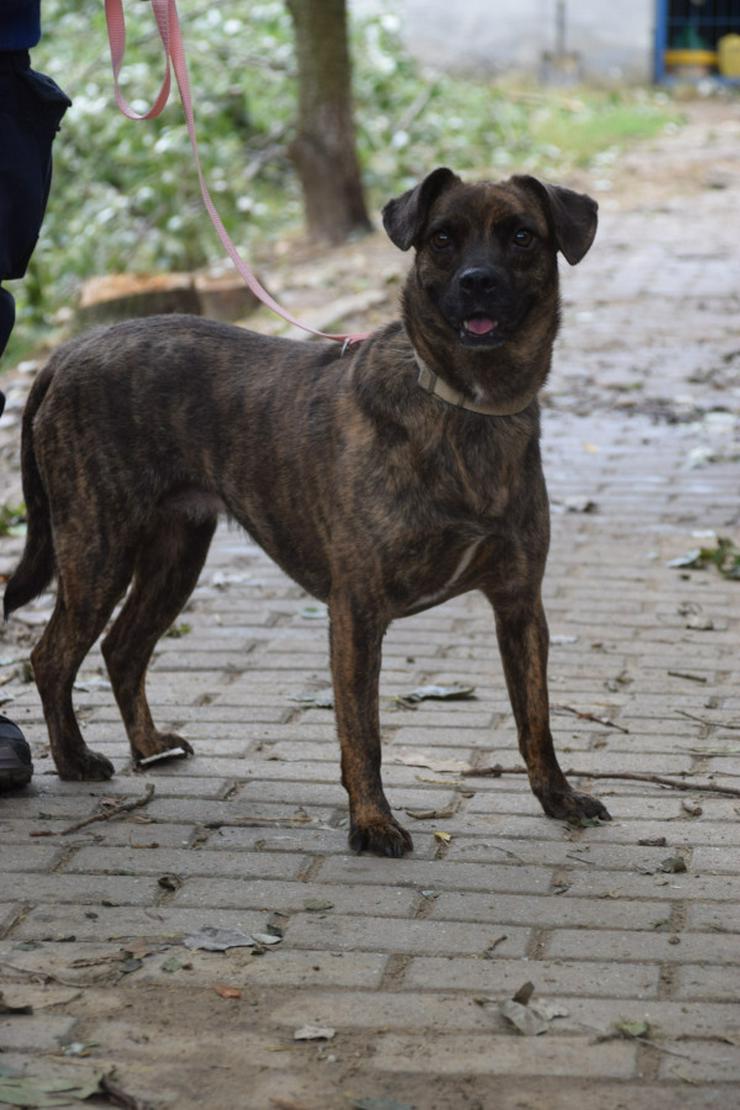 Bild 5: Lulu ist eine liebenswerte, gestromte, mittelgroße Mischlingshündin.