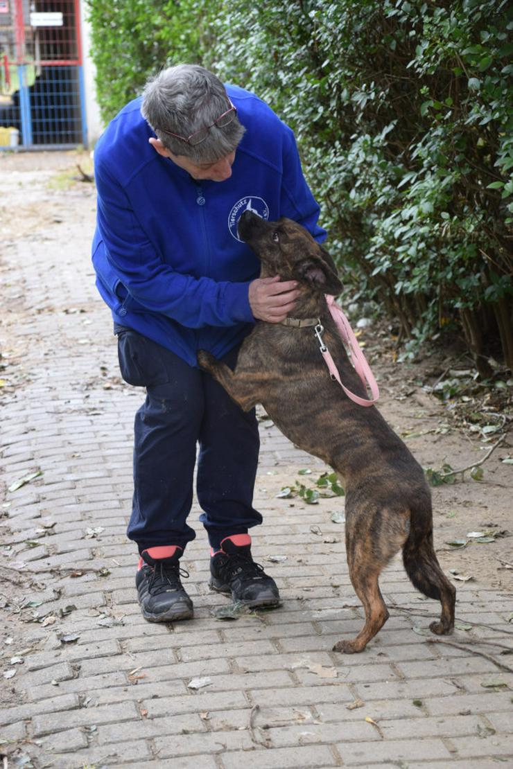 Bild 7: Lulu ist eine liebenswerte, gestromte, mittelgroße Mischlingshündin.