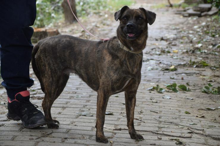 Bild 2: Lulu ist eine liebenswerte, gestromte, mittelgroße Mischlingshündin.