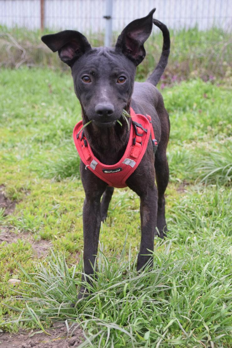 Bild 3: Pandora ist eine bezaubernde Hündin, die ein liebevolles Zuhause sucht.