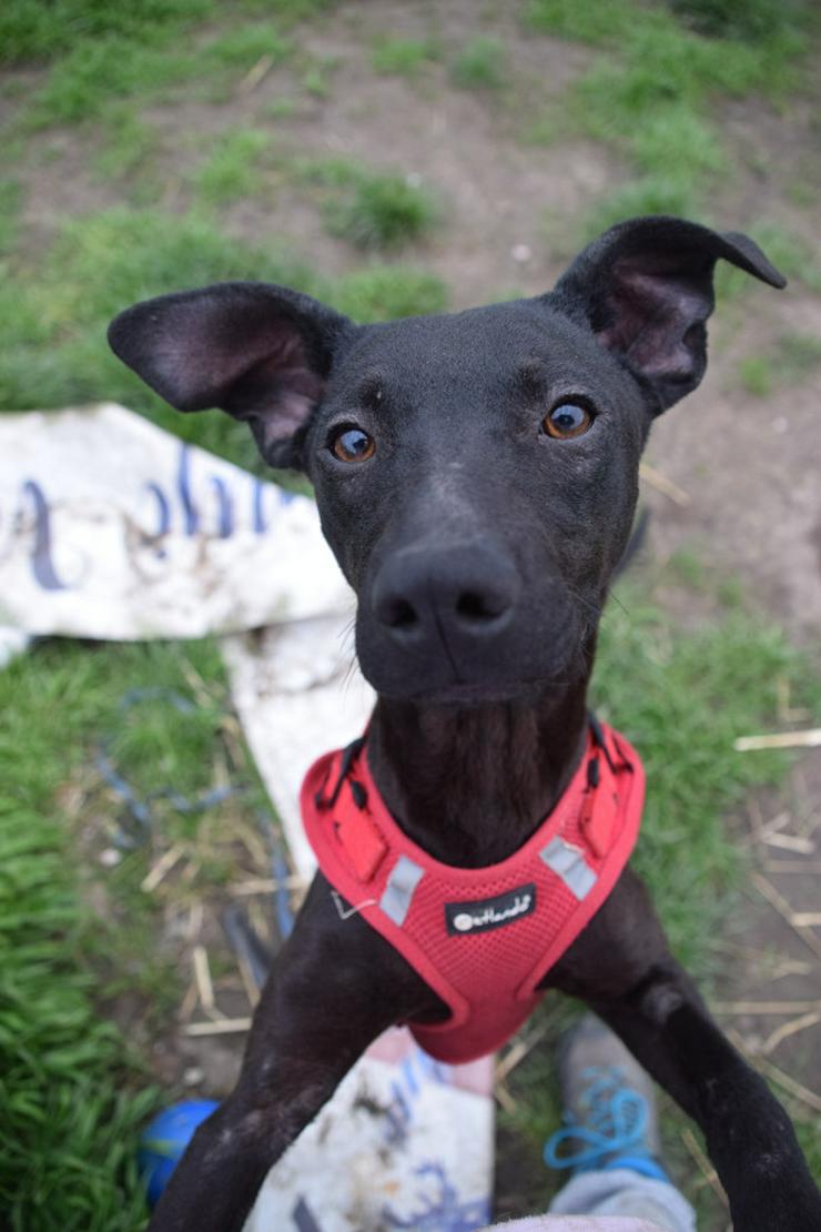 Bild 6: Pandora ist eine bezaubernde Hündin, die ein liebevolles Zuhause sucht.