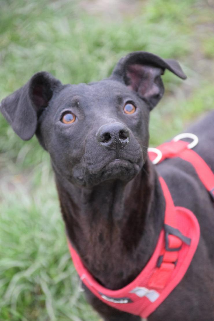 Bild 4: Pandora ist eine bezaubernde Hündin, die ein liebevolles Zuhause sucht.