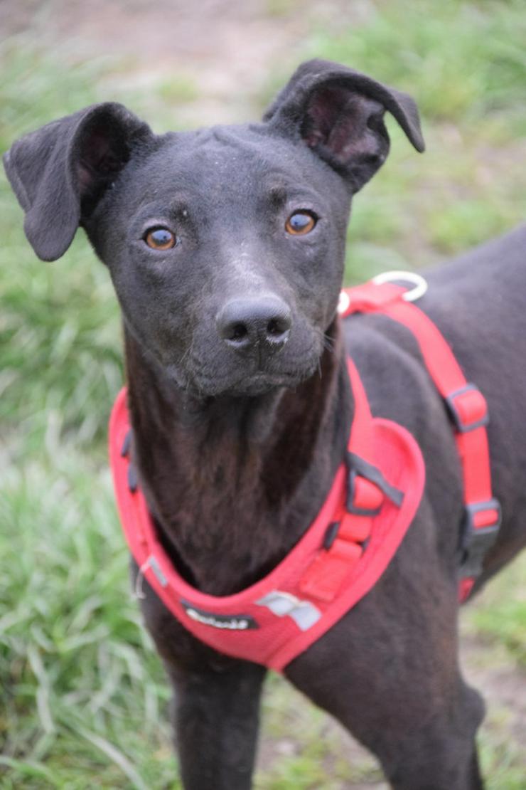 Bild 5: Pandora ist eine bezaubernde Hündin, die ein liebevolles Zuhause sucht.