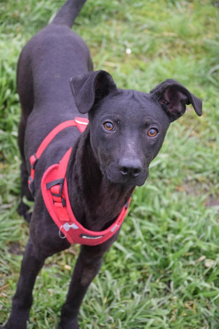 Bild 2: Pandora ist eine bezaubernde Hündin, die ein liebevolles Zuhause sucht.